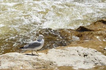 Brave seagull by the Grand River in the Elora Gorge in 2014. (Elora, Ontario, Canada) 