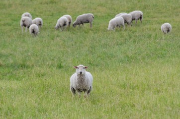 The Odd Sheep Out (Woolwich, Ontario, Canada)
