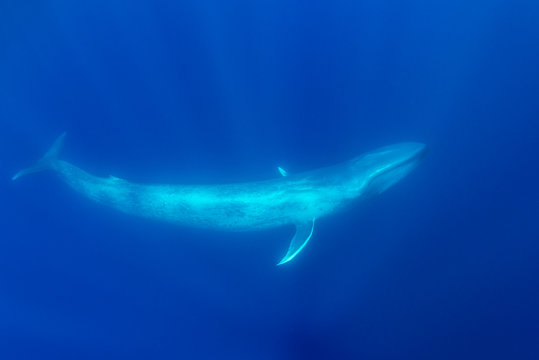 Blue whale, Atlantic Ocean, The Azores, Portugal.
