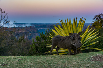 Warthogs Overlooking Victoria Falls 