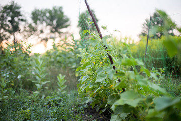 ucumber on a bush among the leaves. Cucumber on the background of the garden.