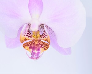 Detail of a pink orchid flower (Orchidaceae phalaenopsis)