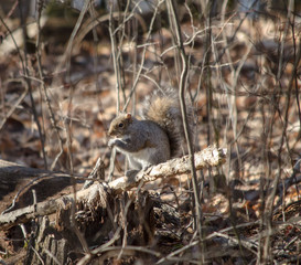 Eastern Gray Squirrel on a Stick