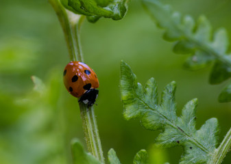 Ladybug closeup