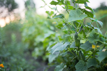 ucumber on a bush among the leaves. Cucumber on the background of the garden.