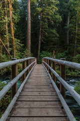Bridge into the woods