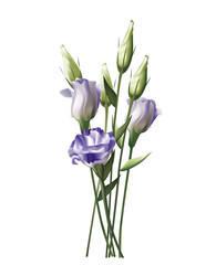 Beautiful violet Lisianthus on white background