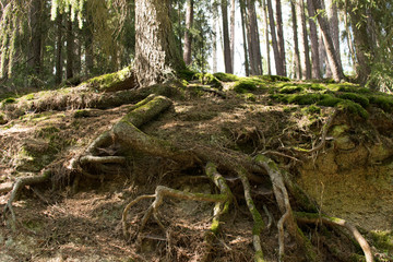 Wurzeln
