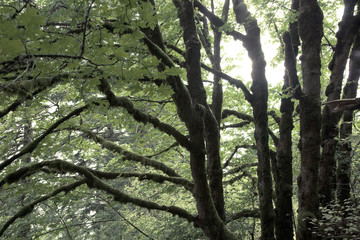 Fototapeta na wymiar Gnarly old trees near Portland Oregon growing in forest