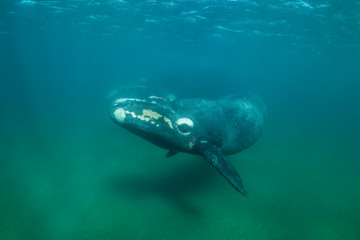 Obraz premium Southern right whale and her calf, Nuevo Gulf, Valdes Peninsula, Argentina.