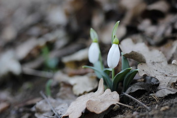 Snowdrops first spring flowers.
