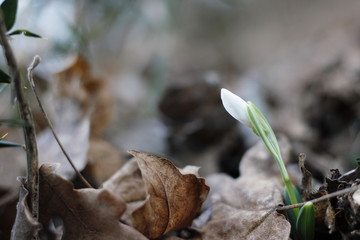 Snowdrops first spring flowers.