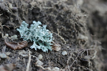 Plants are different, moss can also be beautiful.