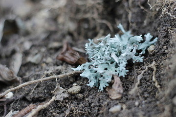 Plants are different, moss can also be beautiful.
