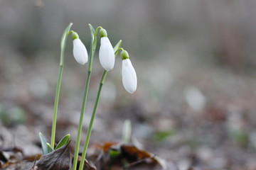 Snowdrops first spring flowers.