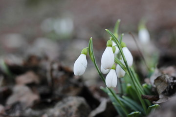 Snowdrops first spring flowers.