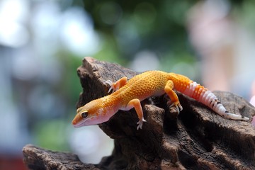 Leopard Gecko on natural background
