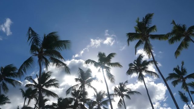 Sun beam through top of coconut palm trees , nobody