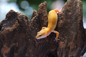 Leopard Gecko on natural background - obrazy, fototapety, plakaty