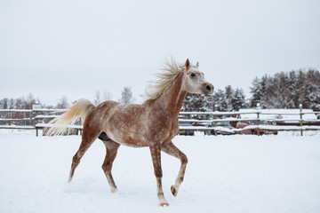 Obraz na płótnie Canvas Purebred Arabian stallion on the parade ground