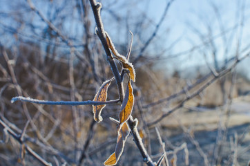 A old crispy frosty and frozen leaf and twig in the winter season park