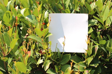 torn paper on leaf background with copy space for text
