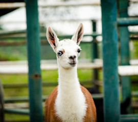 Llama Animal Alpaca