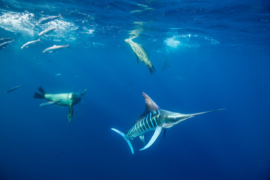 「マカジキ」の画像 - 468 件の Stock 写真、ベクターおよびビデオ | Adobe Stock