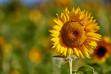 Sunflower flower under the sun