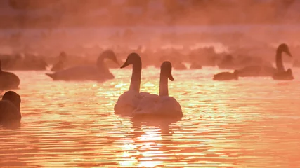 Aluminium Prints Morning with fog Swans are playing in open water of a lake in morning fog under sunrise