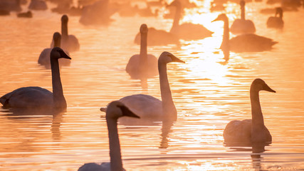 Swans are playing in open water of a lake in morning fog under sunrise