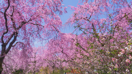 Kyoto Sakura　　京都の桜７