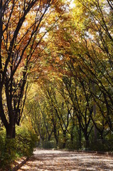 ソウル・鞍山都市自然公園のケヤキ並木