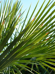 Palm Tree