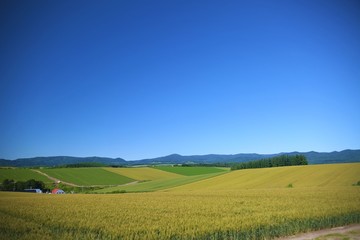 初夏の麦畑