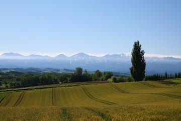 Obraz premium 初夏の麦畑