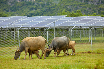 Buffalo grazing in the area of solar photovoltaic panels