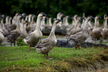 Goose playing on the green outside