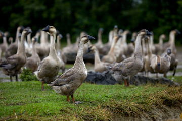 Goose playing on the green outside