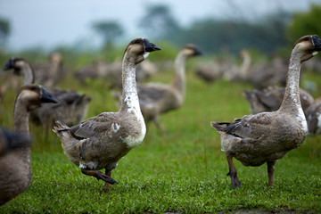 a flock of geese walking in the wild