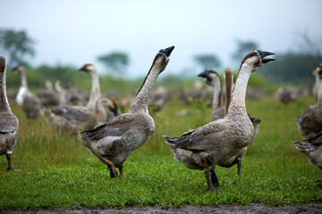 a flock of geese walking in the wild