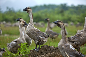 a flock of geese walking in the wild