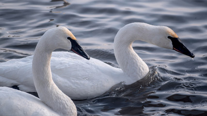 Obraz premium Swans are playing in open water of a lake at early spring time