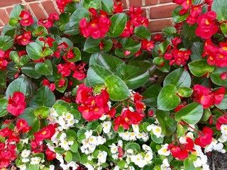 red flowers in the garden