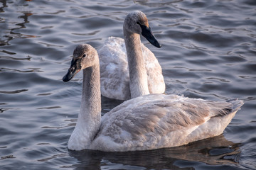 Swans are playing in open water of a lake at early spring time