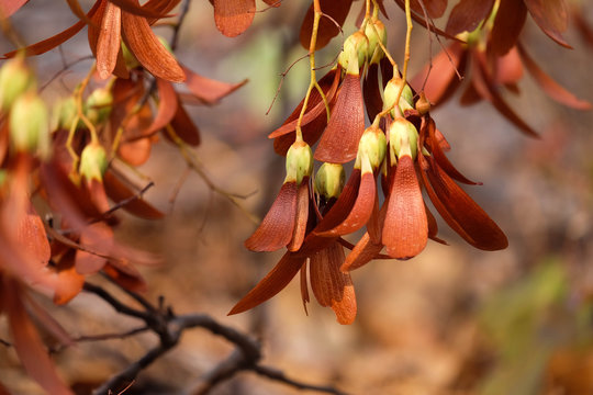 Dipterocarpus Alatus On Tree