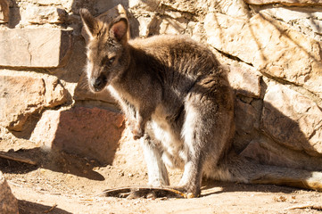 Fuzzy wallaby keeping warm in the sun in captivity