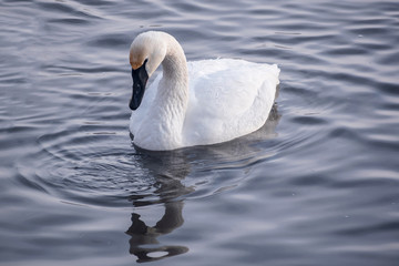 Swans are playing in open water of a lake at early spring time