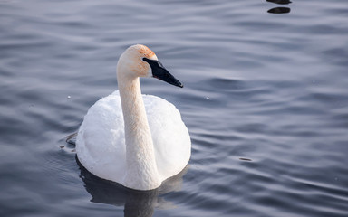 Obraz premium Swans are playing in open water of a lake at early spring time