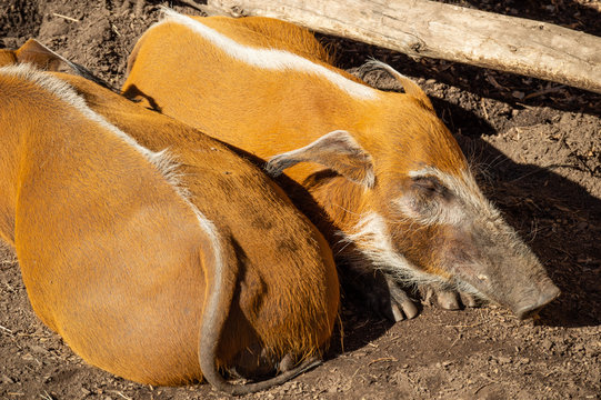 Red River Wild Boar in captivity in Colorado